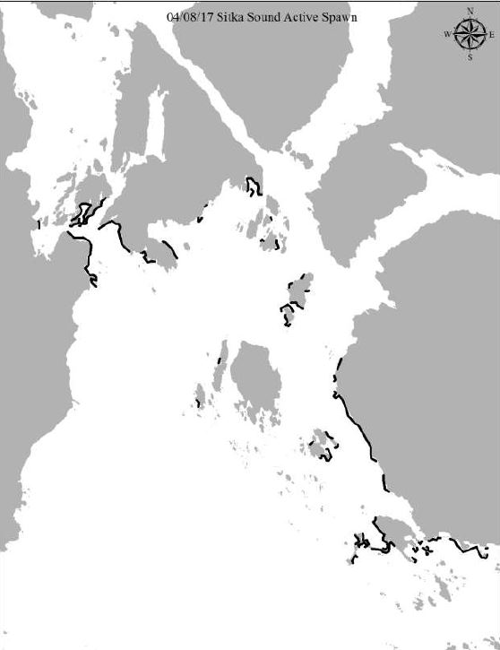 To date, ADF&G maps 34 miles of herring spawn - KCAW