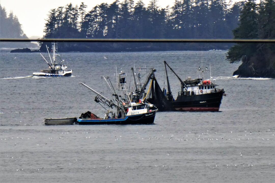 Commercial Herring Fishery Closes With Fleet Catching 16000 Tons Kcaw