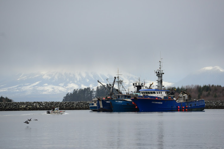 Commercial Herring Fishery Winding Down Kcaw